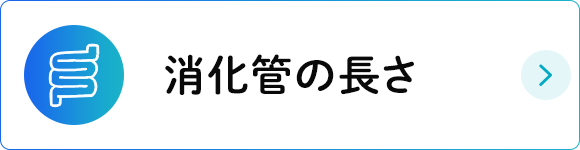 消化管の長さ