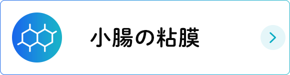 小腸の粘膜