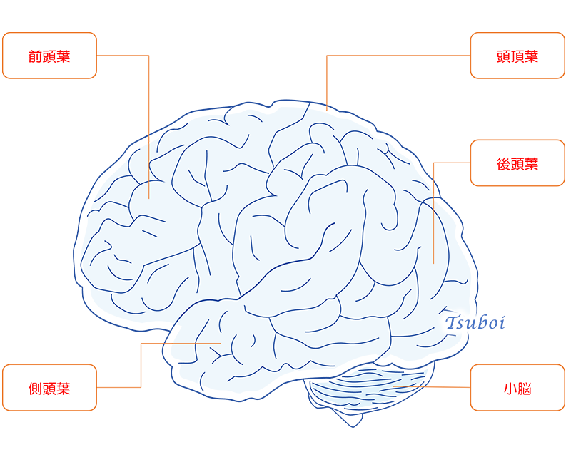 大脳と小脳