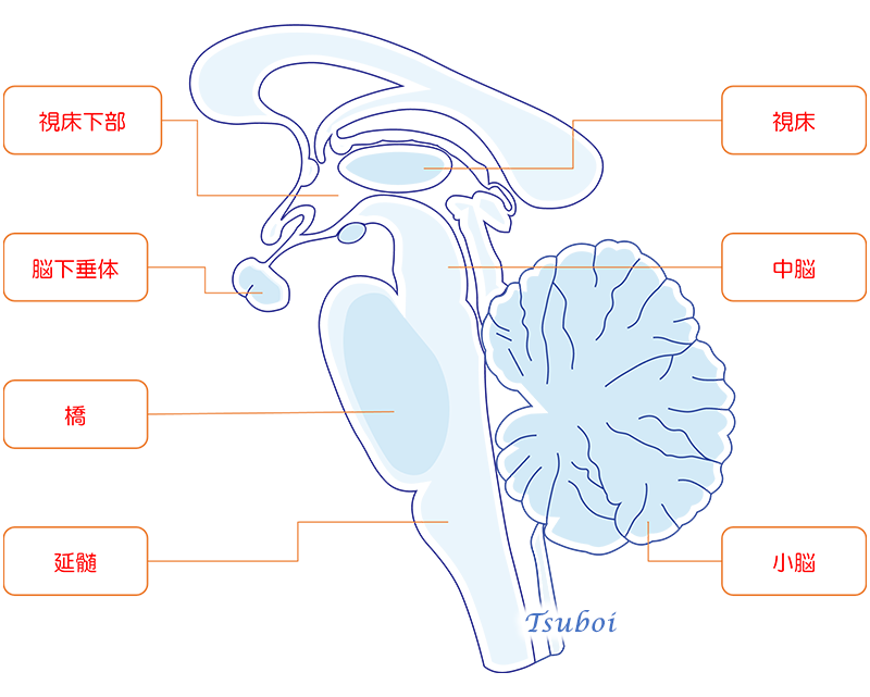 脳の構造