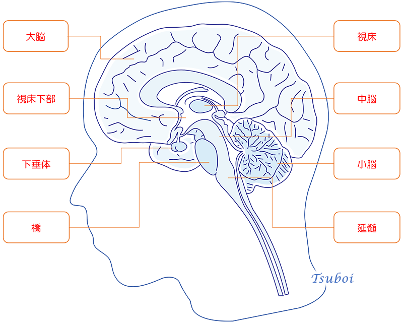 脳の構造