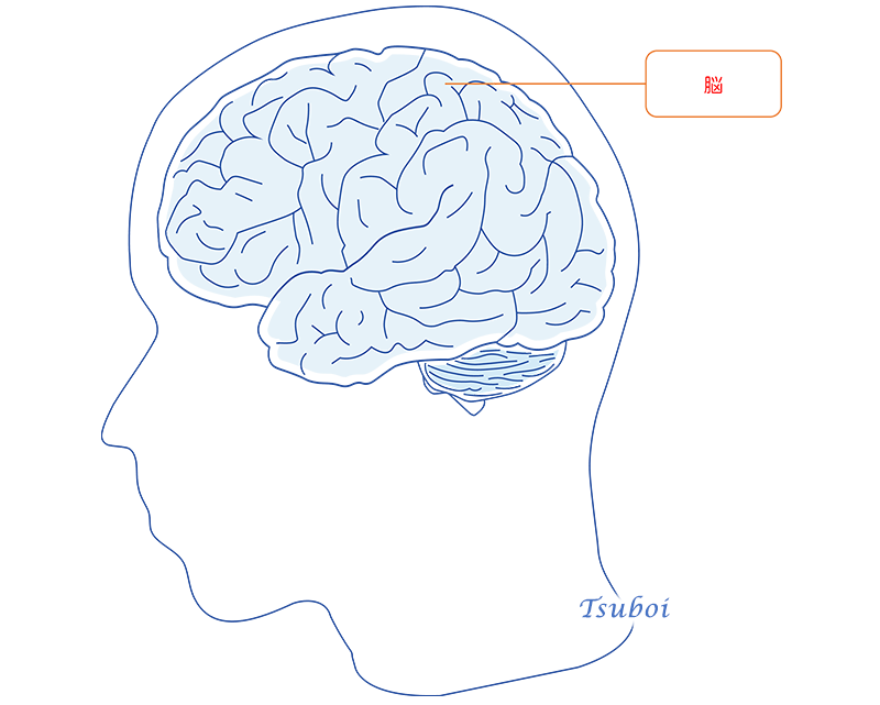 脳のイメージ