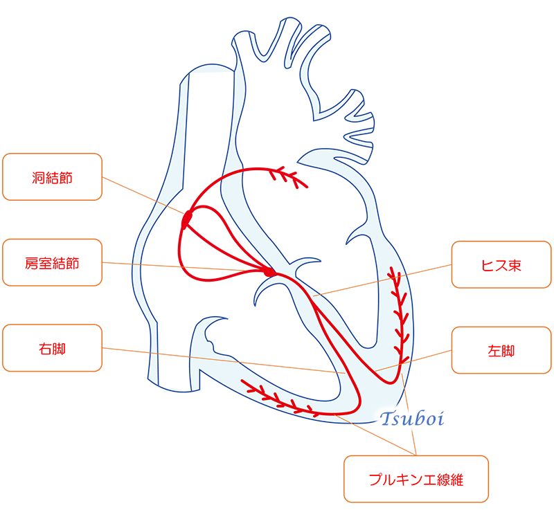 心臓の刺激伝導系