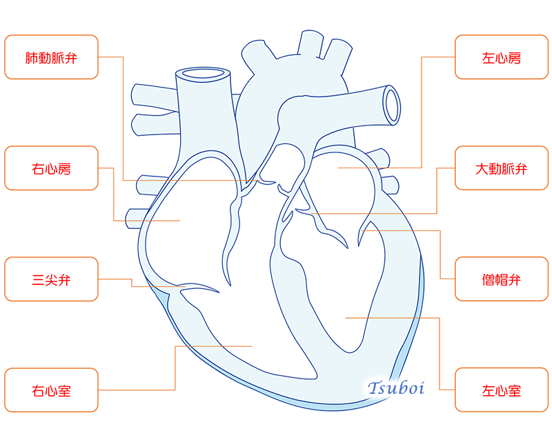 心臓の構造