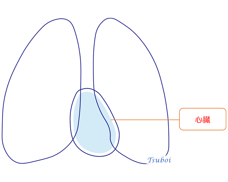 心臓のイメージ