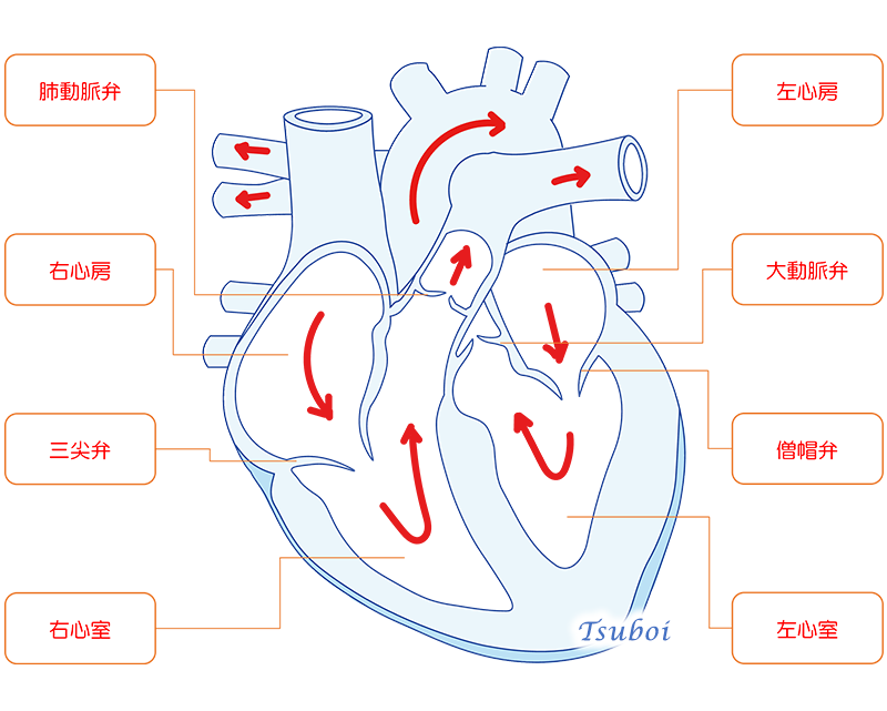 血液の流れ