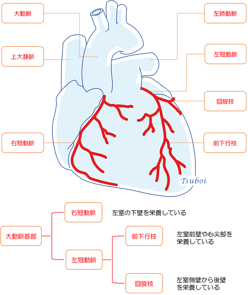 心臓に酸素や栄養を送る血管