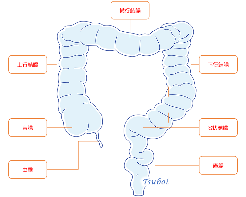 大腸の構造