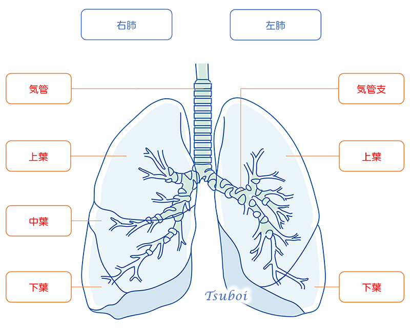 右肺と左肺