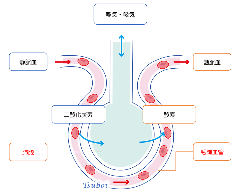 肺胞におけるガス交換