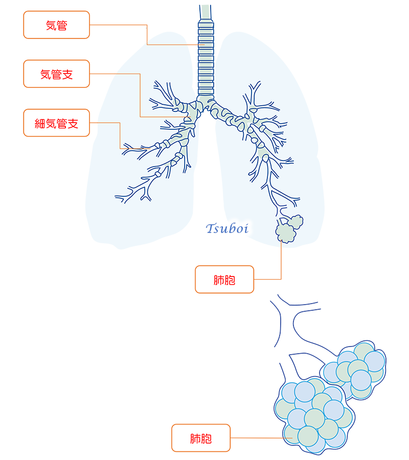 気管支の構造