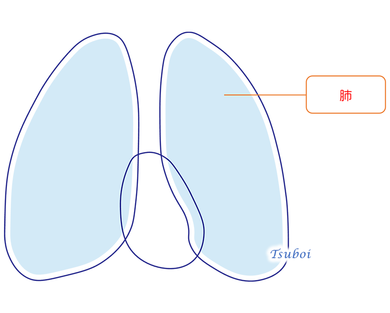 肺のイメージ