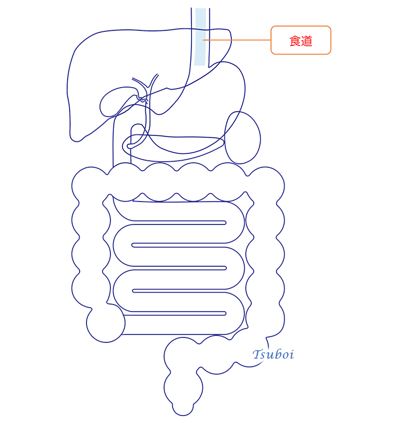 食道のイメージ