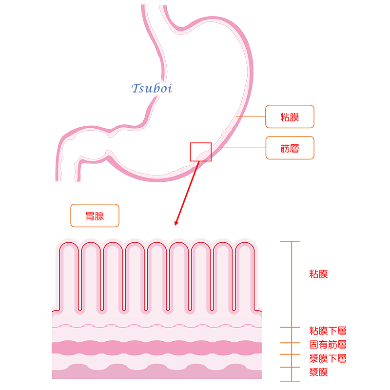 胃は、なぜ、自分の胃を消化しないのですか？