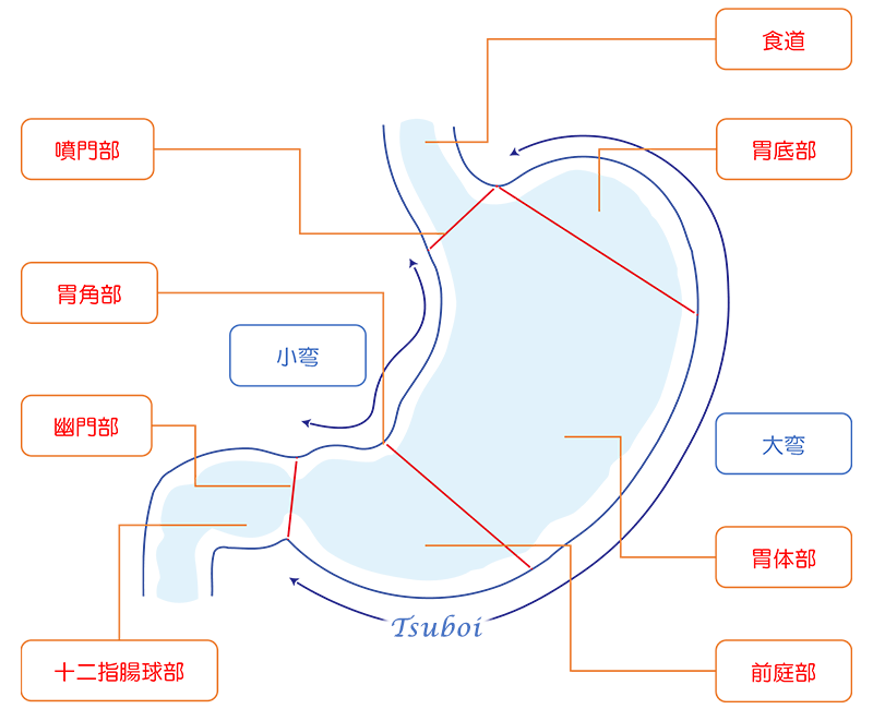 胃の構造