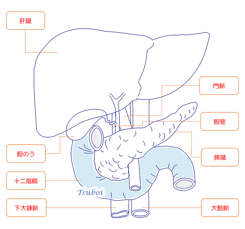 十二指腸の構造