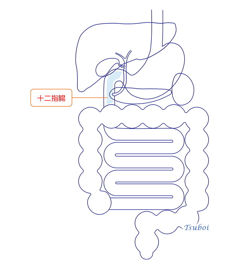 十二指腸のイメージ