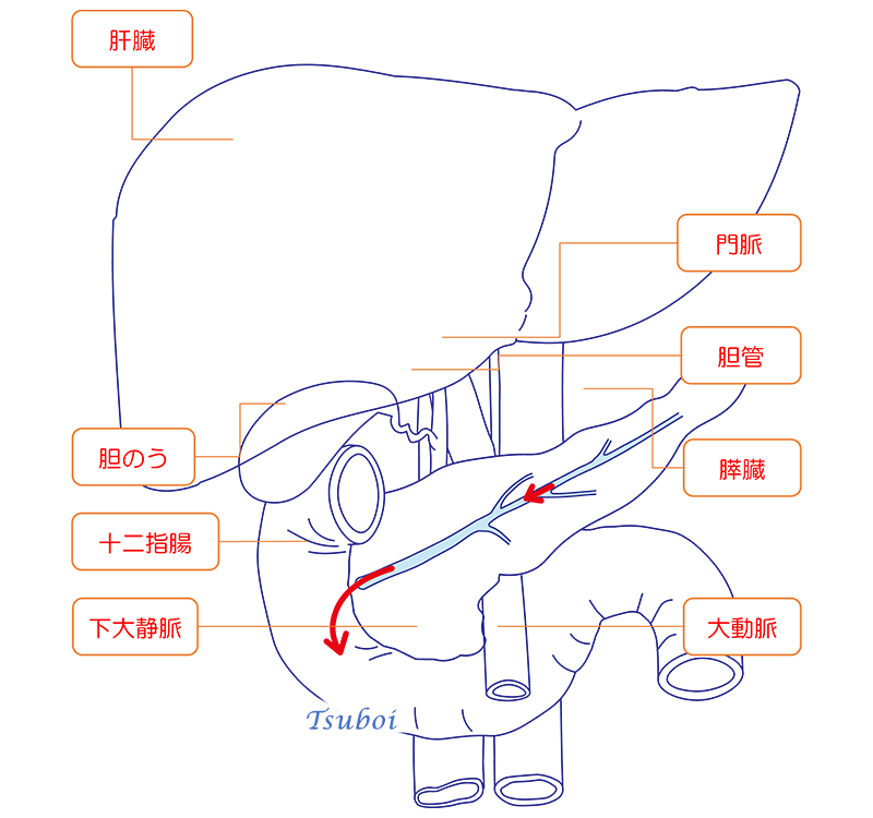 膵液の流れ