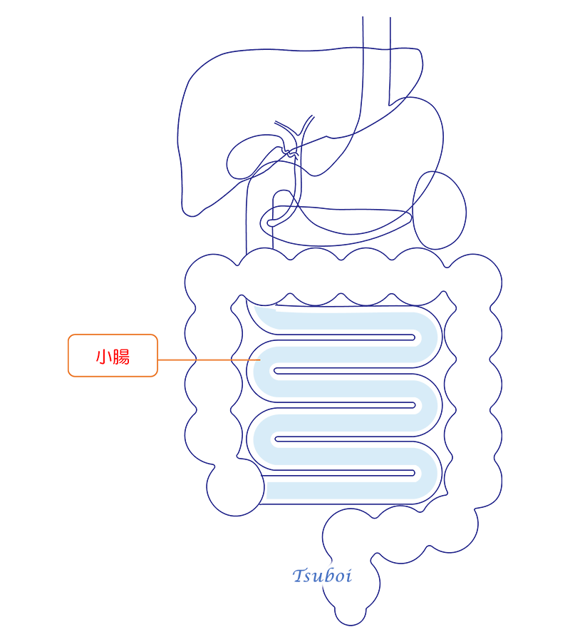 小腸のイメージ