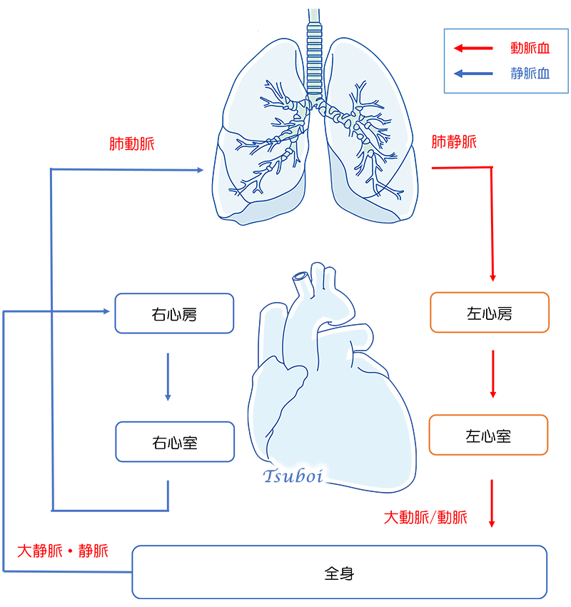 肺循環と体循環