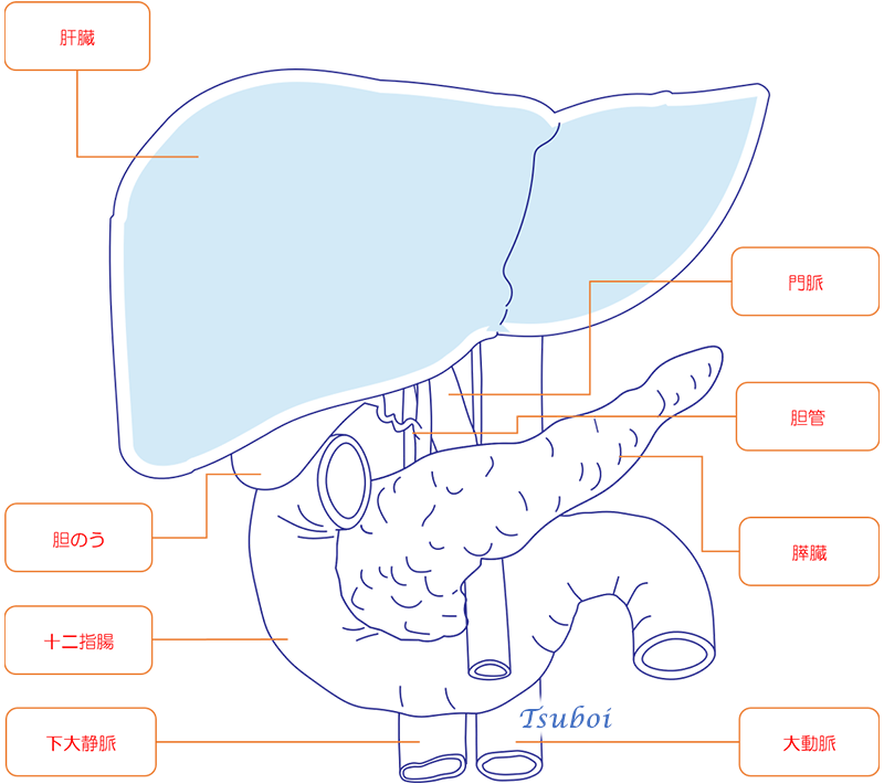 肝臓の構造