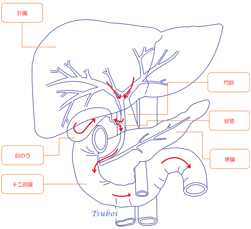 胆汁の流れ