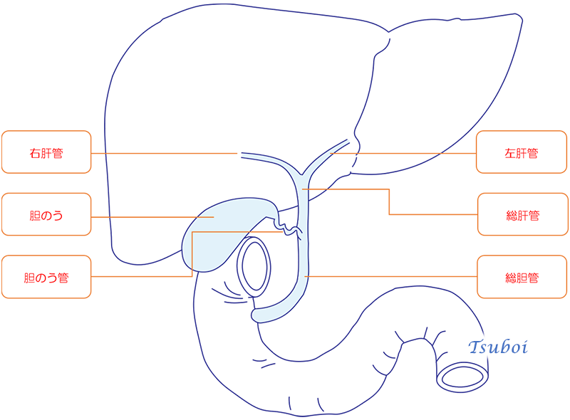 胆のうの構造