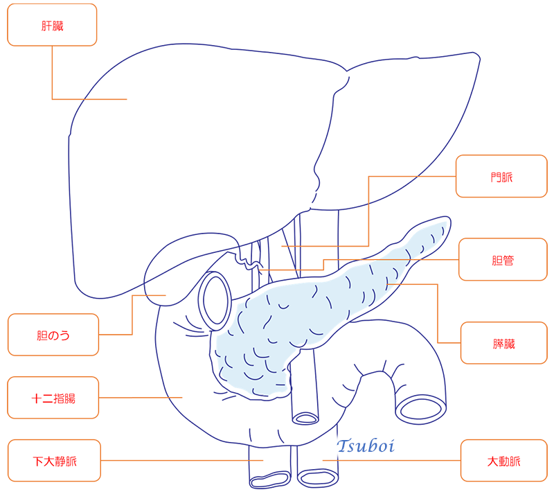 膵臓の構造