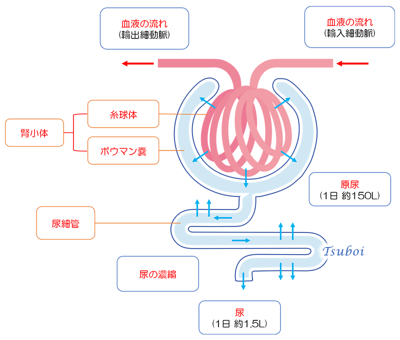 ネフロンの構造