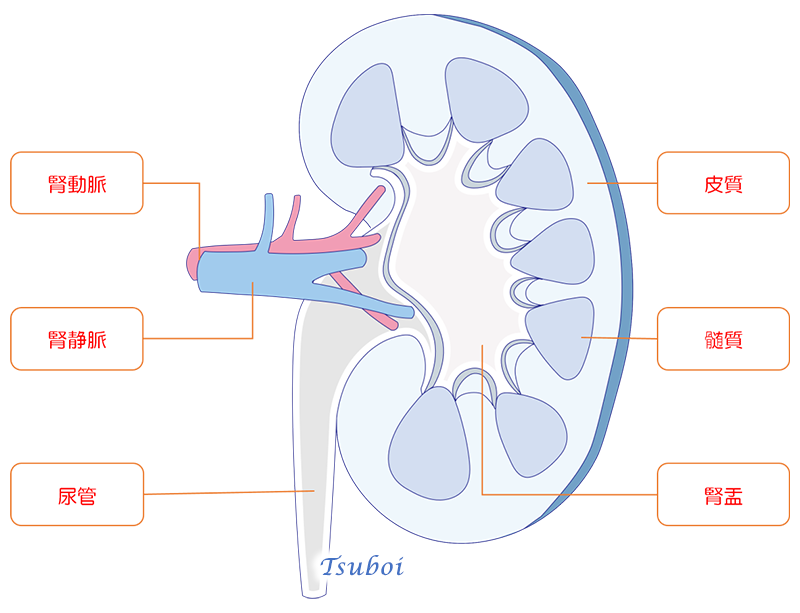 腎臓の構造