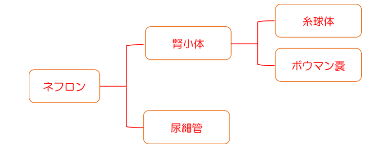 ネフロンの構造