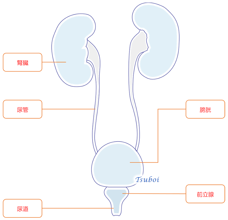 腎臓・尿路系（男性）