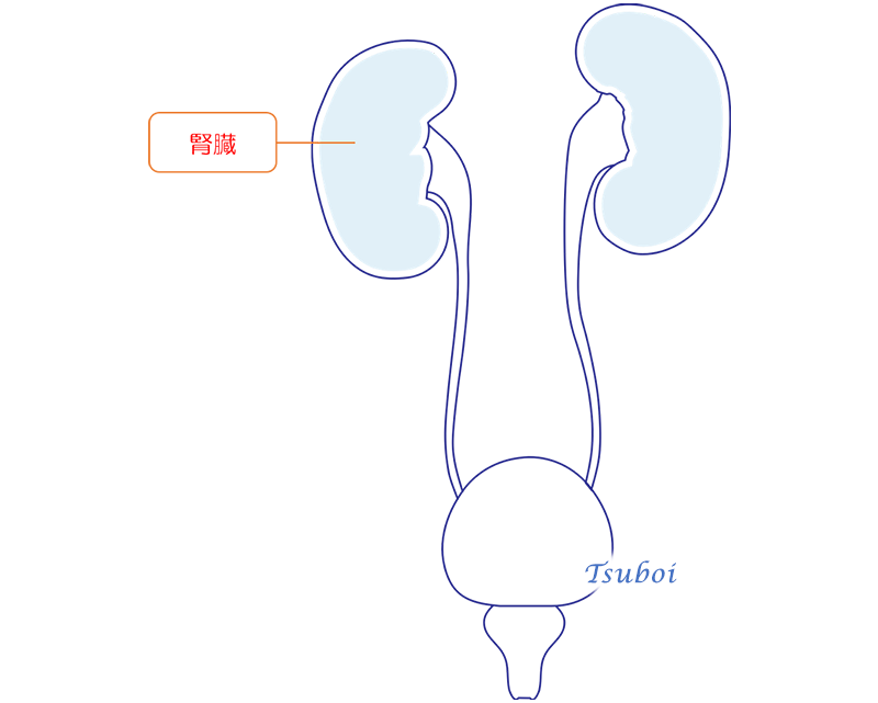 腎臓のイメージ