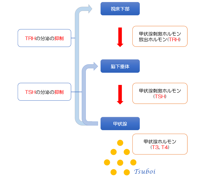 甲状腺ホルモン制御のしくみ