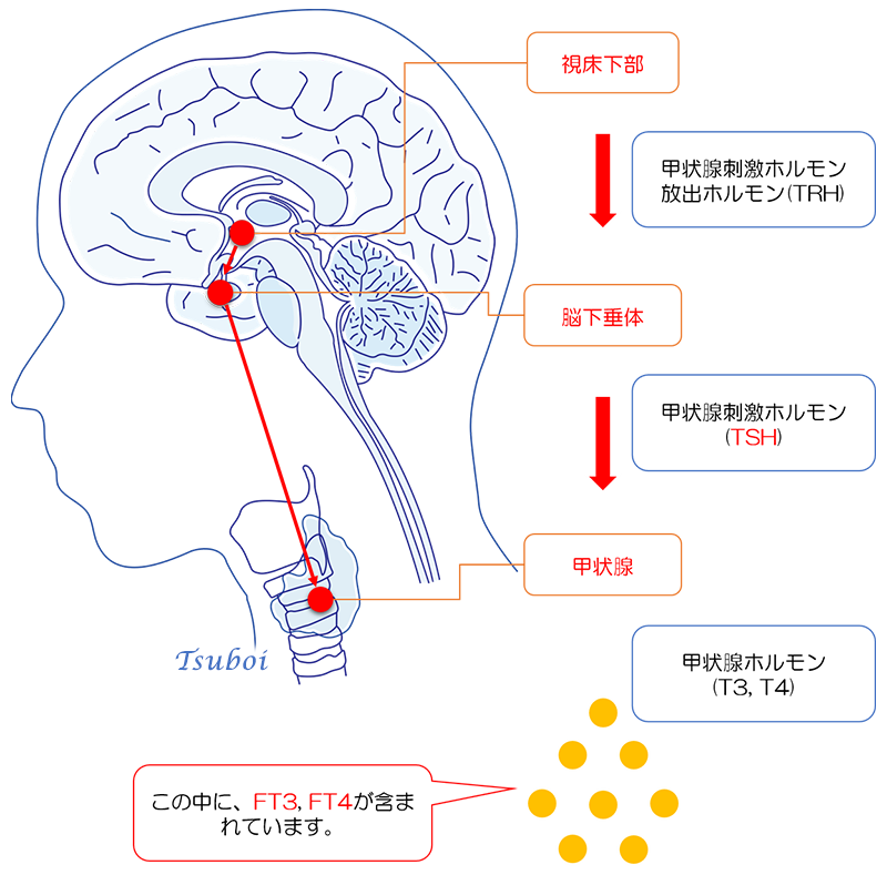 甲状腺ホルモン分泌のしくみ