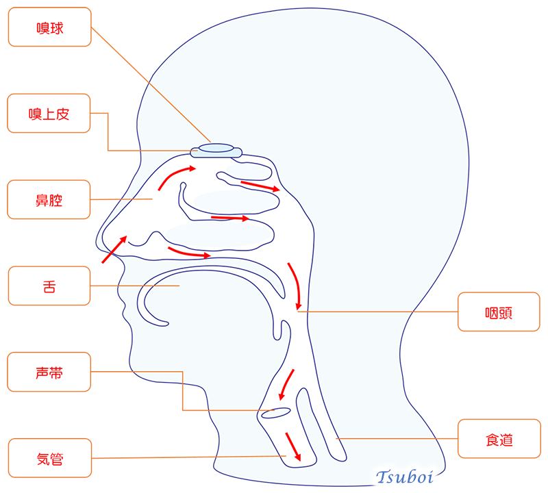 鼻腔と空気の流れ
