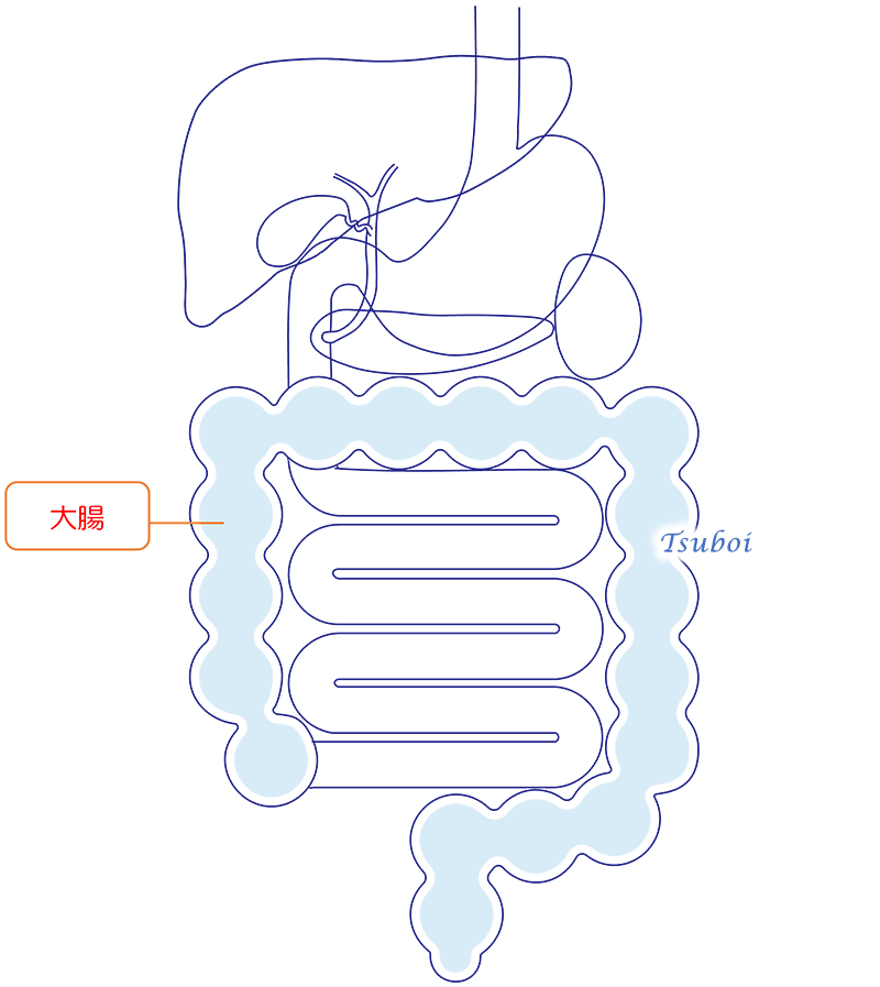 大腸のイメージ