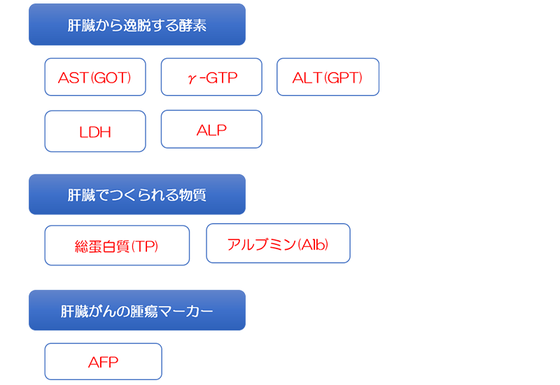 肝臓に関連した血液検査の項目