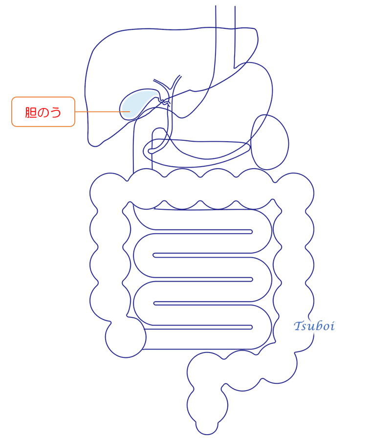 胆のうのイメージ