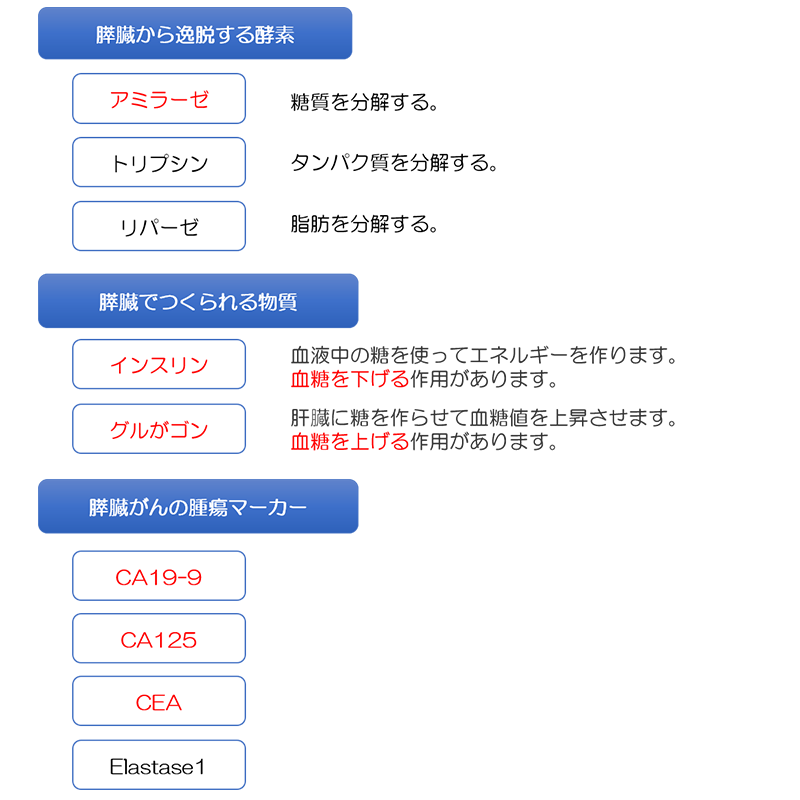 膵臓に関連した血液検査の項目