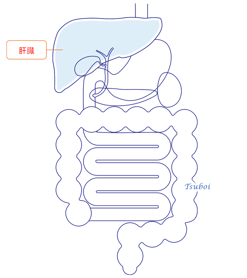 肝臓のイメージ