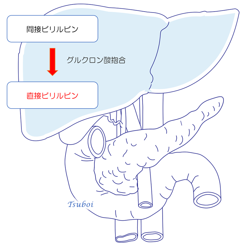 肝臓に関連した血液検査の項目