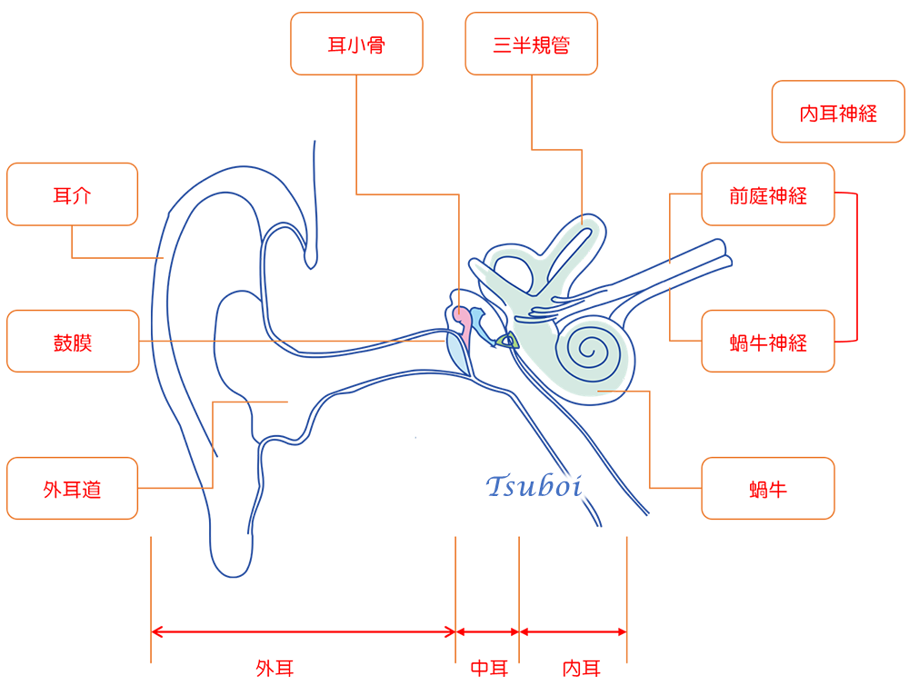 耳の構造