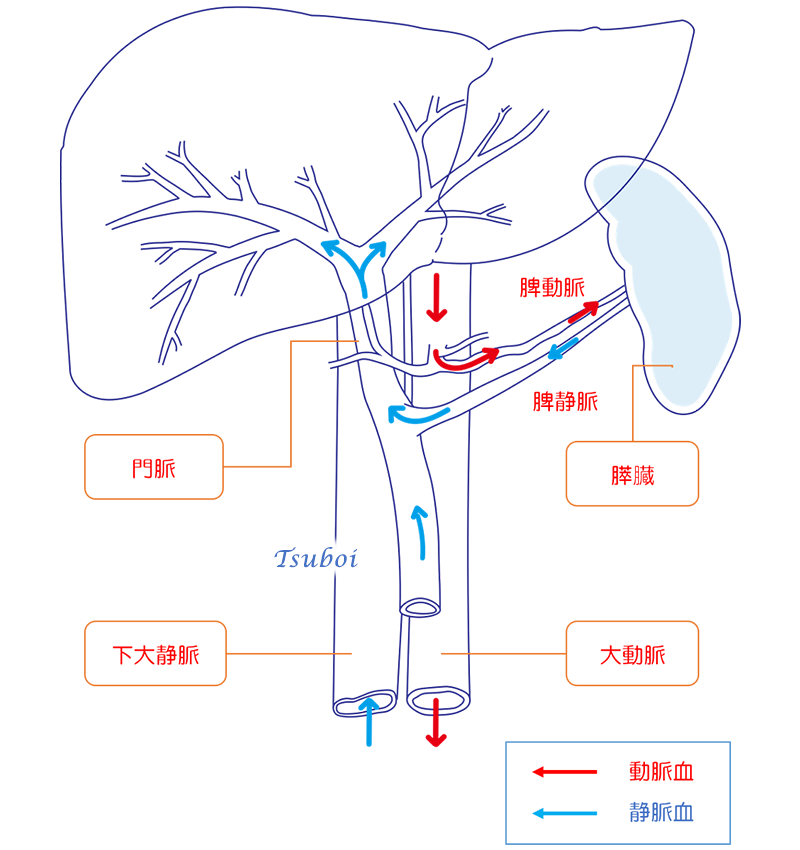 脾臓は、どこにつながっているの？