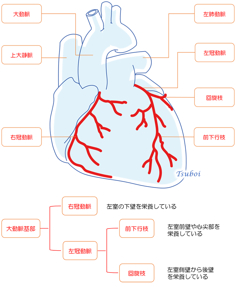 心臓に酸素や栄養を送る血管