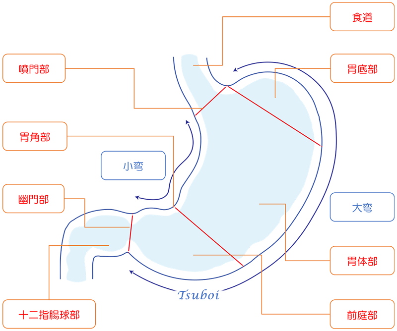 胃の構造