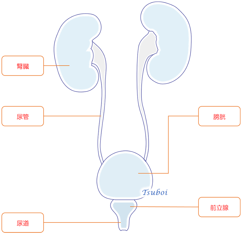 腎臓と膀胱