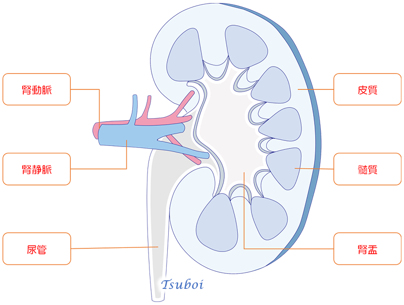 腎臓の解剖