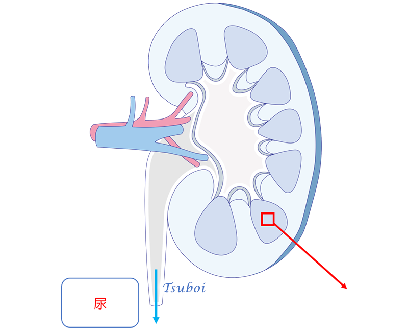 腎臓と腎小体