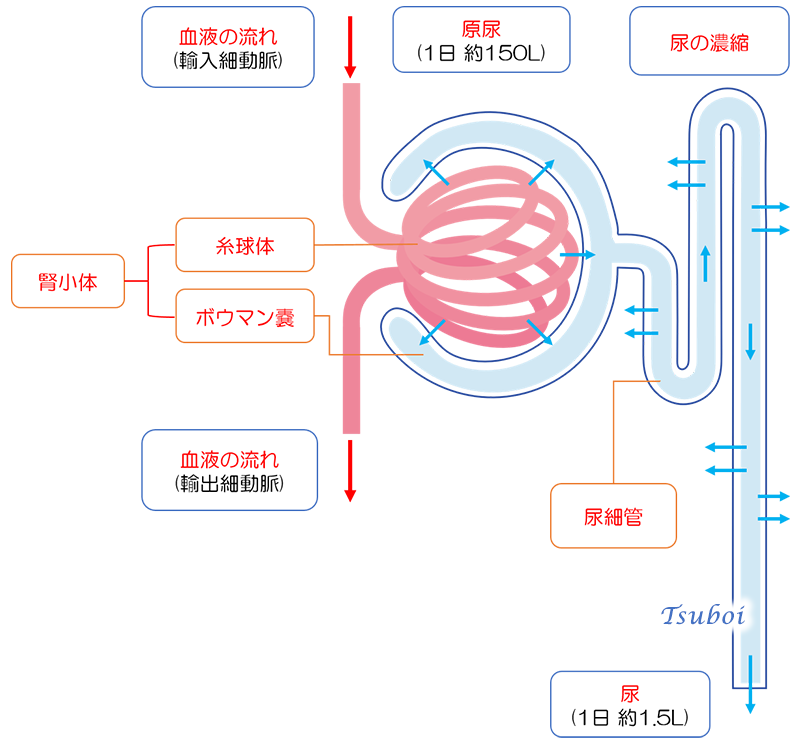 腎臓と腎小体